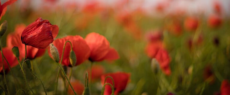 poppies